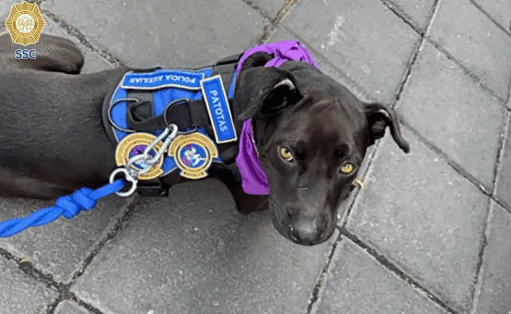 SSC adopta a perra Patotas tras accidente en CDMX