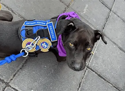 SSC adopta a perra Patotas tras accidente en CDMX SSC adopta a perra Patotas tras accidente en CDMX