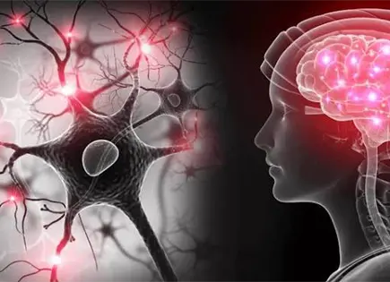 La explicación científica de cómo el sistema nervioso es clave para afrontar conflictos La explicación científica de cómo el sistema nervioso es clave para afrontar conflictos