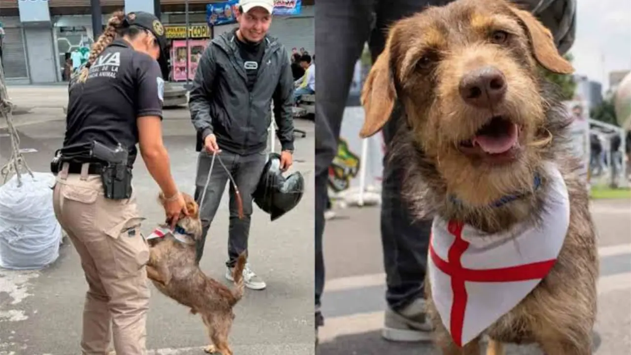 SSC devuelve perro Haaland a su dueño en jornada de adopición
