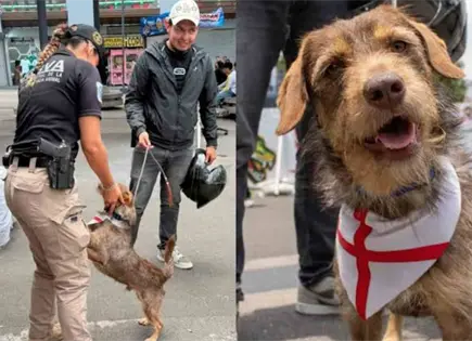 SSC devuelve perro Haaland a su dueño en jornada de adopición SSC devuelve perro Haaland a su dueño en jornada de adopición
