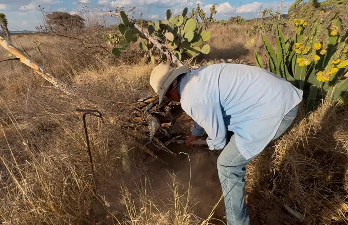 Especial | Escamoles, la mina de oro en el campo