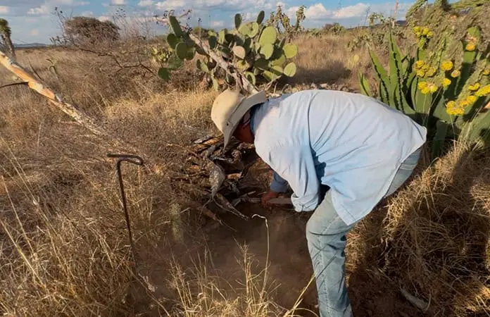 Especial | Escamoles, la mina de oro en el campo Especial | Escamoles, la mina de oro en el campo