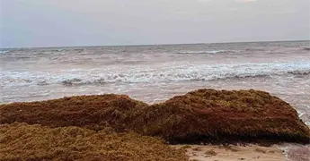 Sargazo en descomposici&oacute;n causa mortandad masiva de peces en Quintana Roo