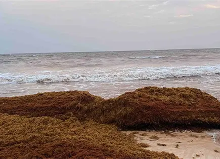 Sargazo en descomposici&oacute;n causa mortandad masiva de peces en Quintana Roo
