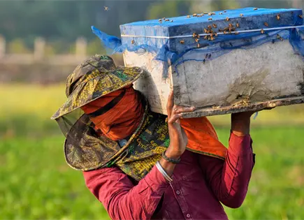 SLP, sin políticas públicas para cuidar a las abejas: CIATEJ SLP, sin políticas públicas para cuidar a las abejas: CIATEJ
