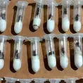 Trafican con hormigas escondidas en juguetes Trafican con hormigas escondidas en juguetes