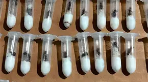 Trafican con hormigas escondidas en juguetes Trafican con hormigas escondidas en juguetes