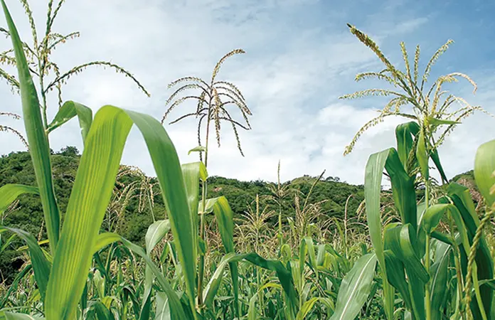 Los restos de nopal se usan como fertilizante