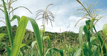 Los restos de nopal se usan como fertilizante