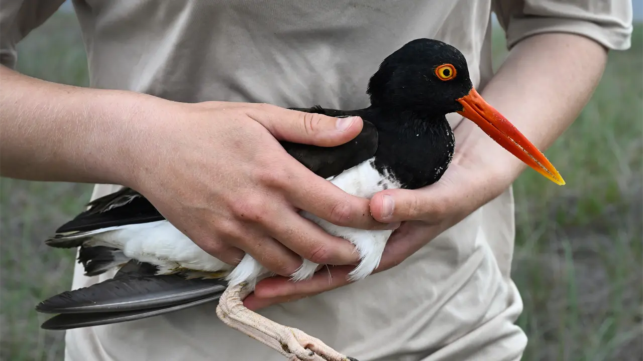 Conservación coordinada aumenta población de ostrero americano en costas del Atlántico