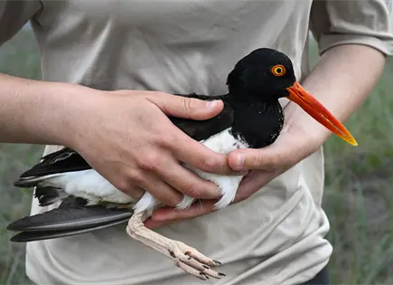 Conservación coordinada aumenta población de ostrero americano en costas del Atlántico Conservación coordinada aumenta población de ostrero americano en costas del Atlántico