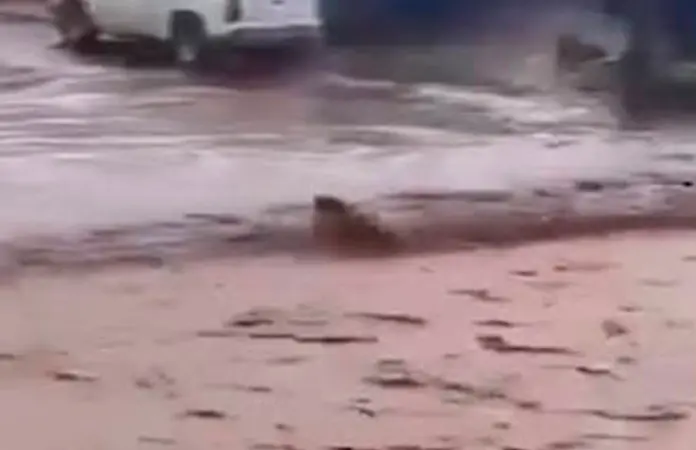 Joven rescata a perrito llevado por la corriente