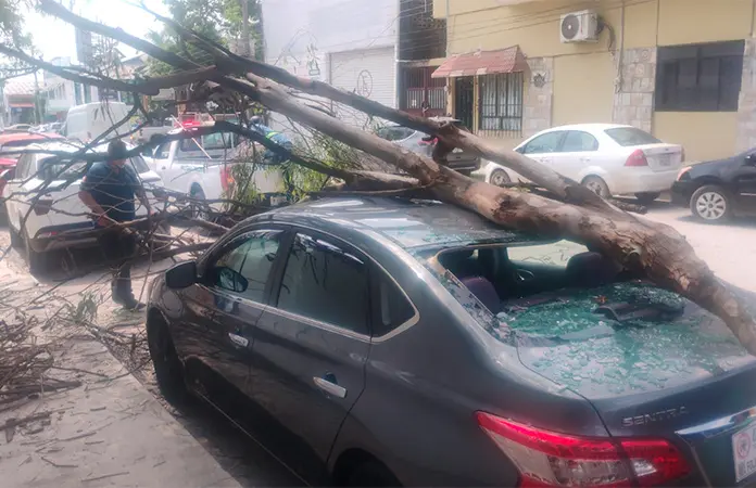 Rama de árbol cae sobre vehículo estacionado