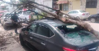 Enorme rama cae sobre un auto