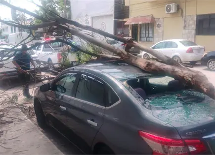 Rama de árbol cae sobre vehículo estacionado Rama de árbol cae sobre vehículo estacionado