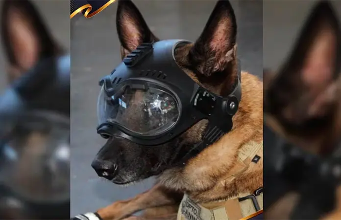 Semar reconoce labor de binomios caninos en Día Mundial del Perro