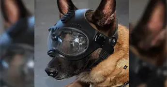 Semar reconoce labor de binomios caninos en D&iacute;a Mundial del Perro