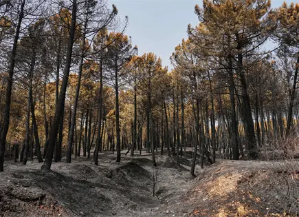 Bomberos combaten uno de los mayores incendios de Espa&ntilde;a durante ola de calor en el Mediterr&aacute;neo