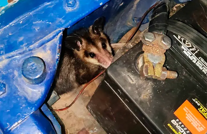Rescatan a un tlacuache oculto en una camioneta