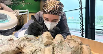 Voluntarios y cient&iacute;ficos restauran esqueleto de Mastodonsaurus en Varsovia