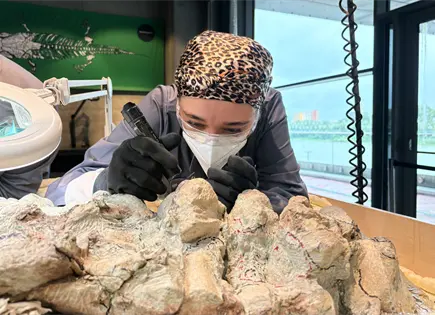Voluntarios y cient&iacute;ficos restauran esqueleto de Mastodonsaurus en Varsovia