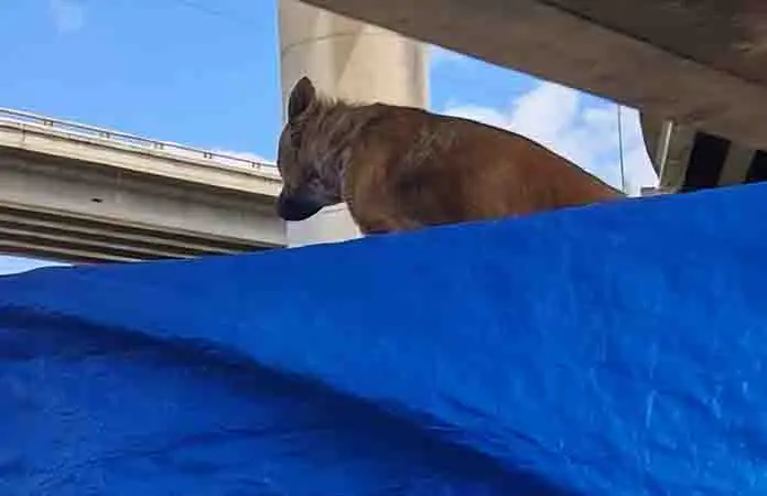 Transportan a perro en el techo de camioneta
