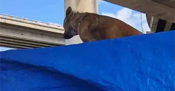 Transportan a perro en el techo de camioneta