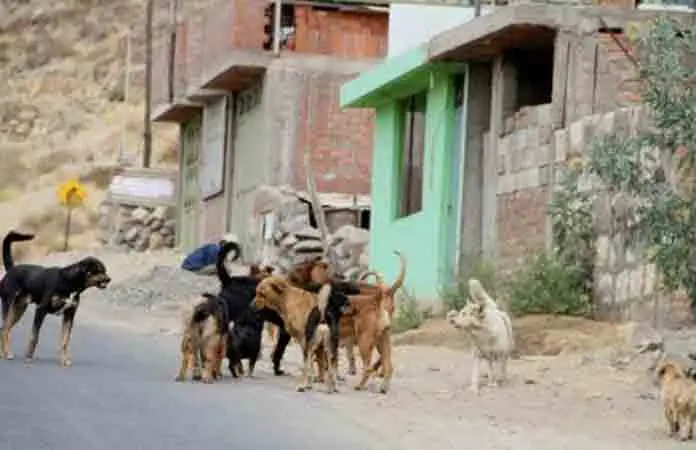 Perros atacan y lesionan a ciclista