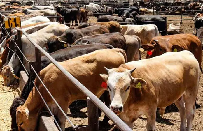 Reabren los EEUU importación de ganado mexicano