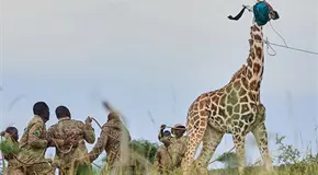 Trasladan a 12 jirafas a nueva reserva en Uganda