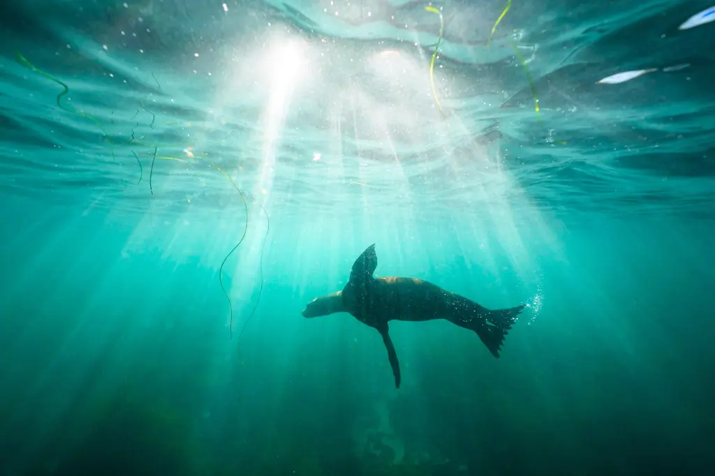Investigan aparente agresión contra león marino en California