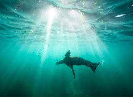 Investigan aparente agresión contra león marino en California Investigan aparente agresión contra león marino en California