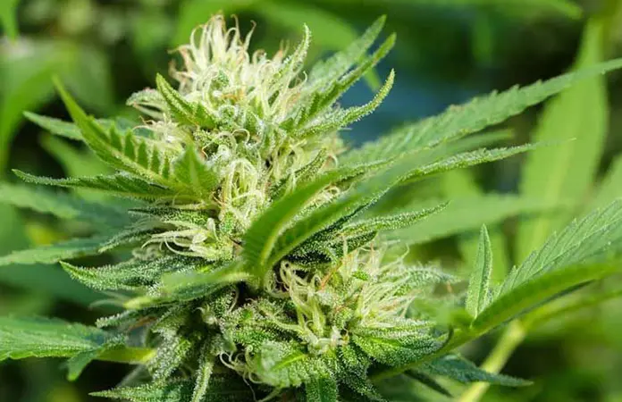 Cannabis medicinal sólo es paliativo para el cáncer