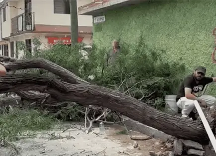 &Aacute;rbol derribado rompe tuber&iacute;a en la Garita de Jalisco