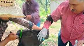 Detectan casos de gusano barrenador