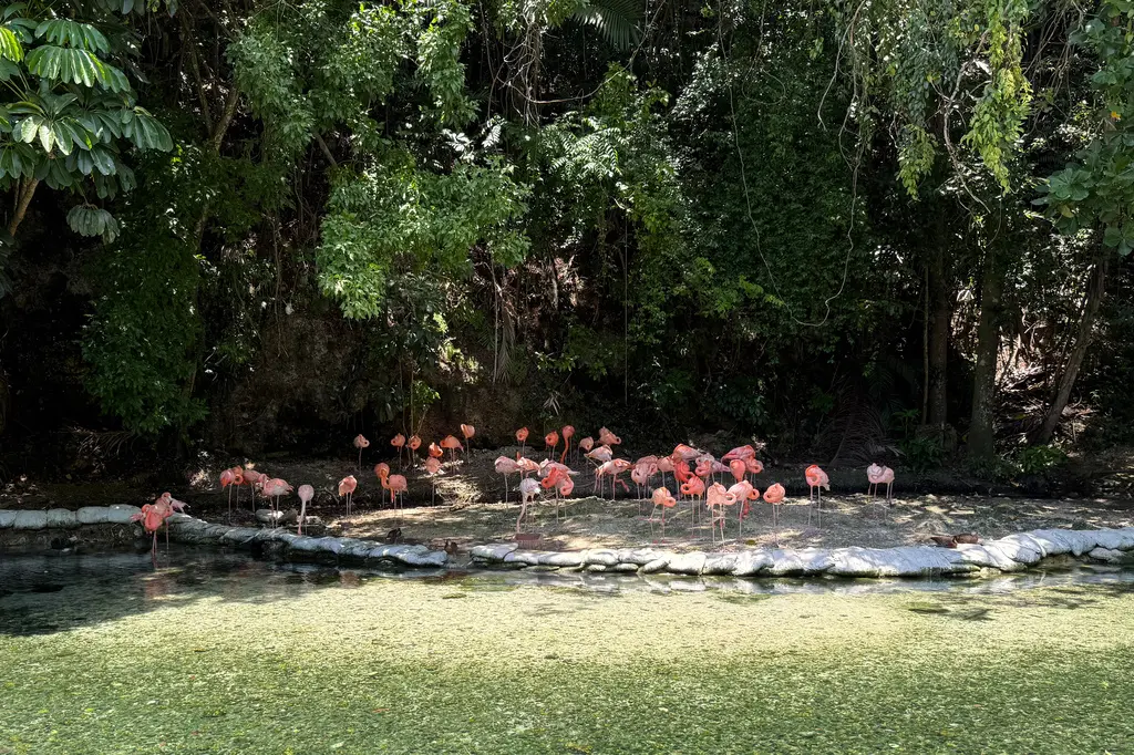 Autoridades dominicanas incrementan incautación de especies exóticas en zoológico