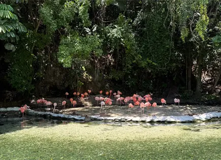 Autoridades dominicanas incrementan incautación de especies exóticas en zoológico Autoridades dominicanas incrementan incautación de especies exóticas en zoológico