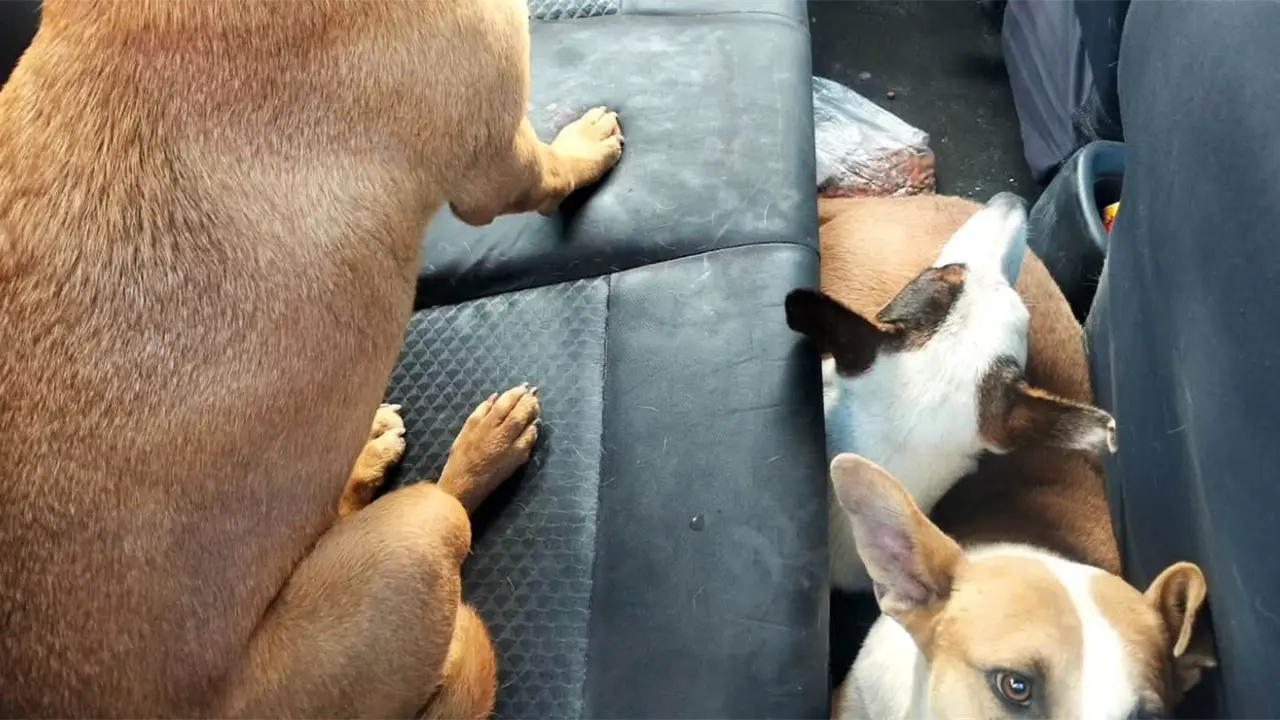 Rescatan a cuatro perros de puente