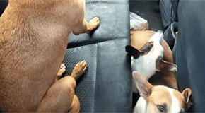 Rescatan a cuatro perros de puente
