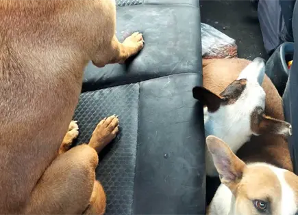 Rescatan a cuatro perros de puente