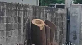 Talan árbol sin permiso, miembros de una Iglesia
