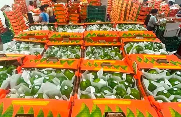Exporta Veracruz limón a EU y Rusia