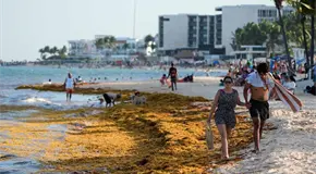 México destina 115 millones para contener sargazo en Caribe