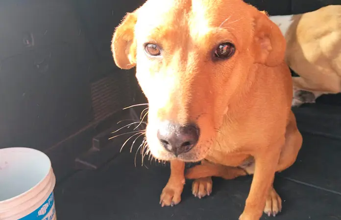Rescatan a perros atrapados en puente de la Matehuala