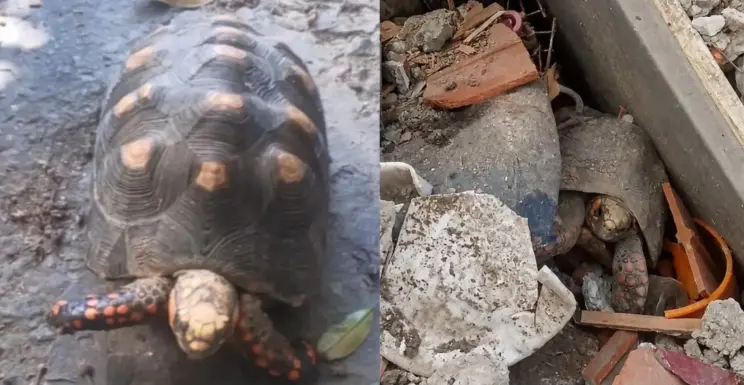 Rescatan tortuga atrapada en escombros tras terremoto en Venezuela