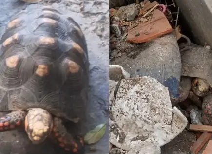 Rescatan tortuga atrapada en escombros tras terremoto en Venezuela Rescatan tortuga atrapada en escombros tras terremoto en Venezuela
