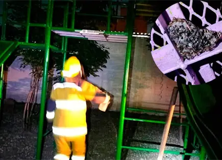 Avispas atemorizan en juegos infantiles Avispas atemorizan en juegos infantiles