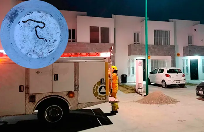 Capturan serpiente y la liberan en su hábitat