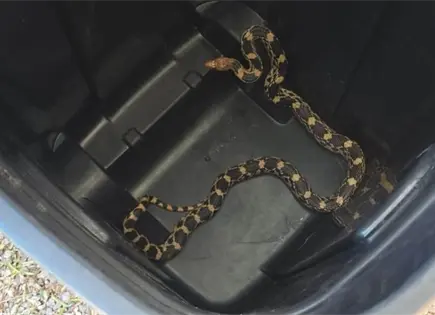 Capturan v&iacute;bora en colegio de Las Mercedes